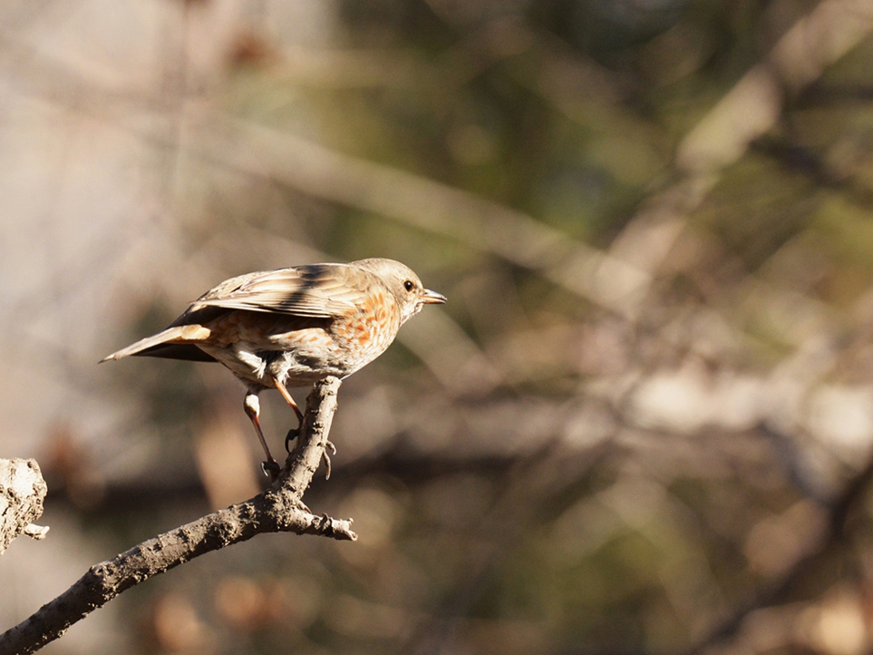 DSC_6677_副本_副本.jpg