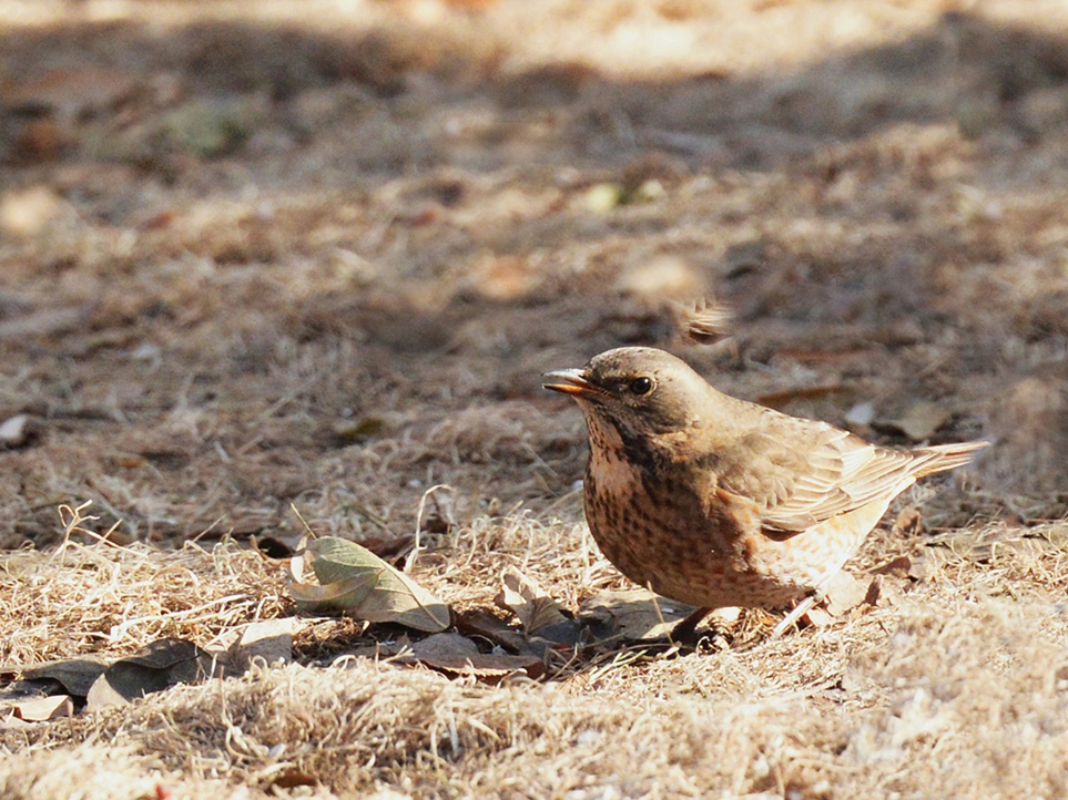 DSC_6650_副本_副本.jpg
