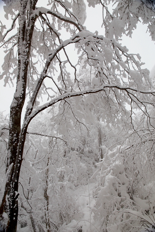 踏雪峨眉山---潇洒拍摄02.jpg