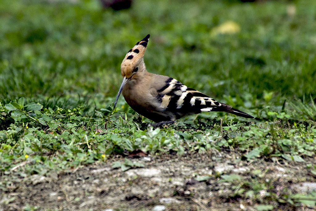 IMGP8892副本.jpg
