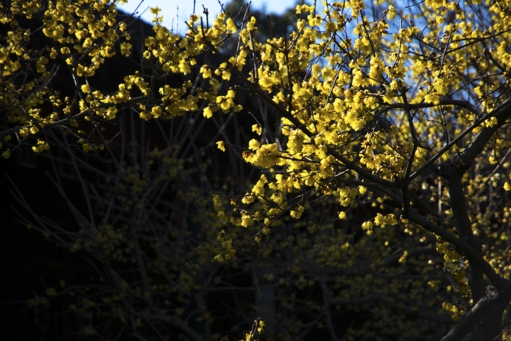 DSC_9597.jpg