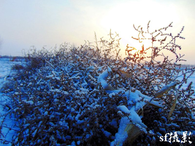 DSC01290_conew1.jpg
