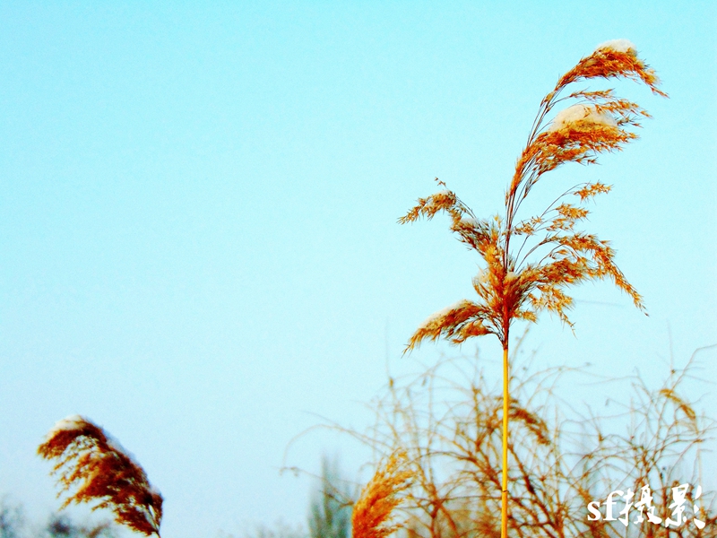 DSC01314_conew1.jpg