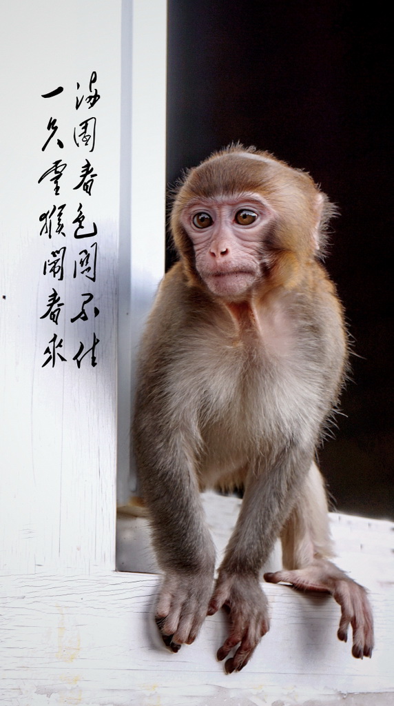 灵猴闹春_HZP发.jpg