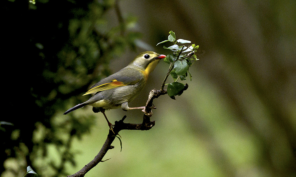 IMGP5329副本.jpg