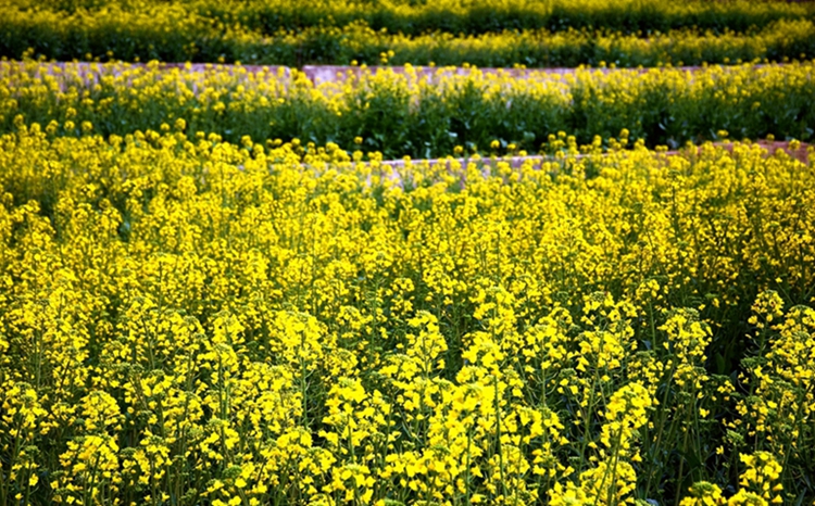 DSC_1375_副本_副本_副本_副本_副本.jpg
