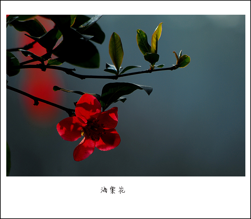 海棠花1.jpg