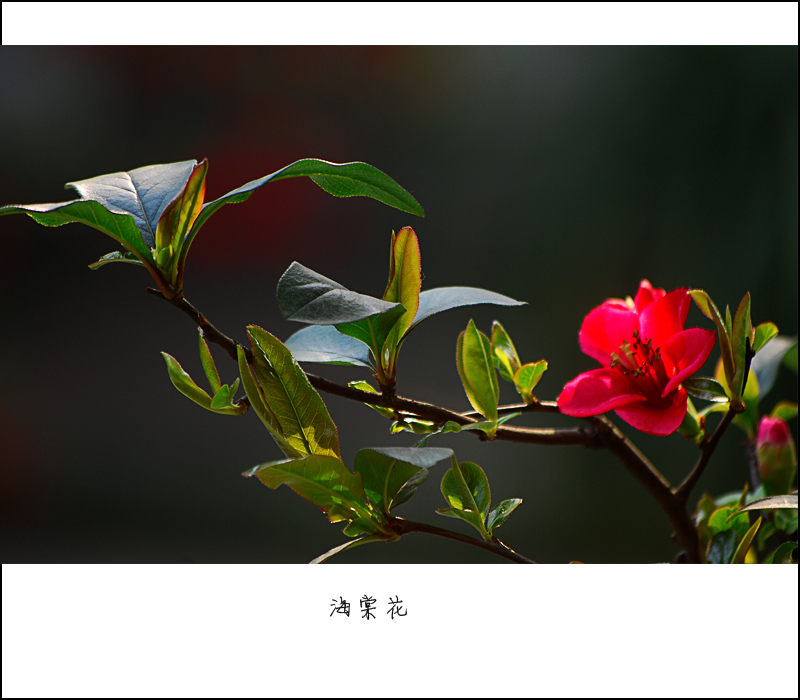 海棠花3.jpg