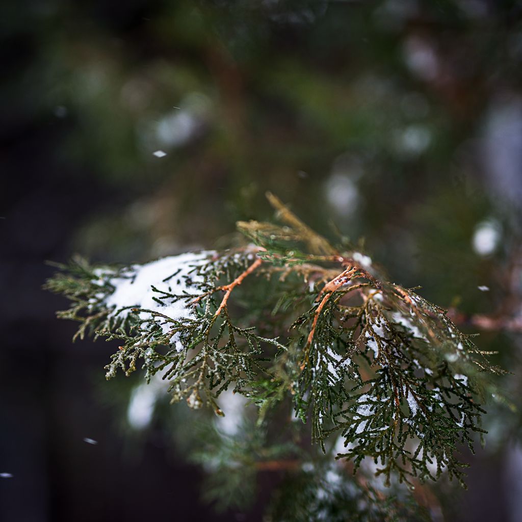 _DSC0231_副本.jpg