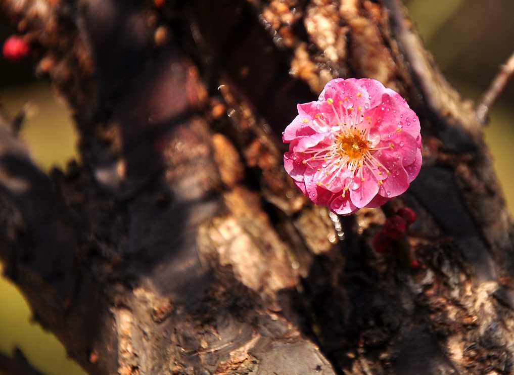 DSC_0002.JPG