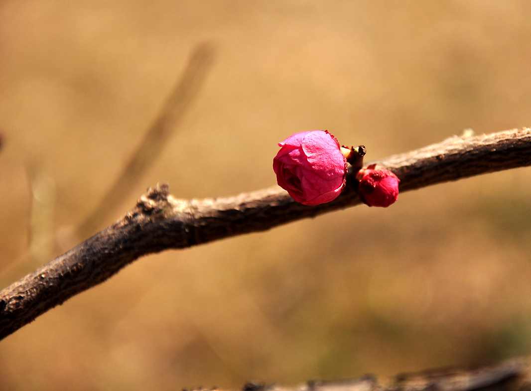 DSC_0115.JPG