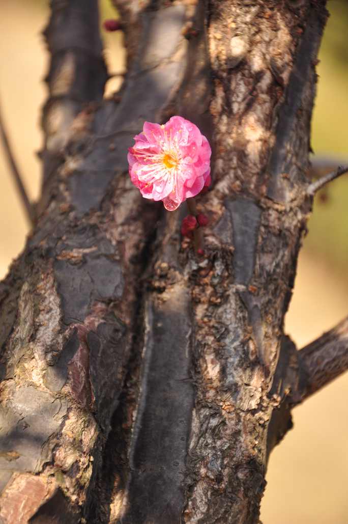 DSC_0160.JPG