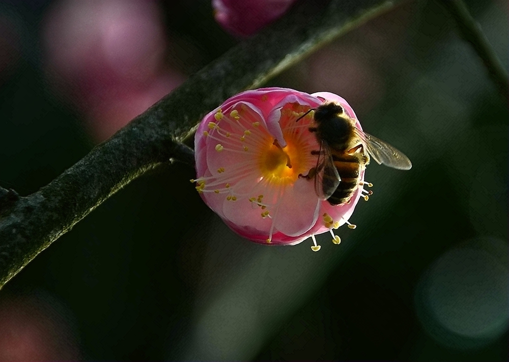 光影蜂花04.jpg