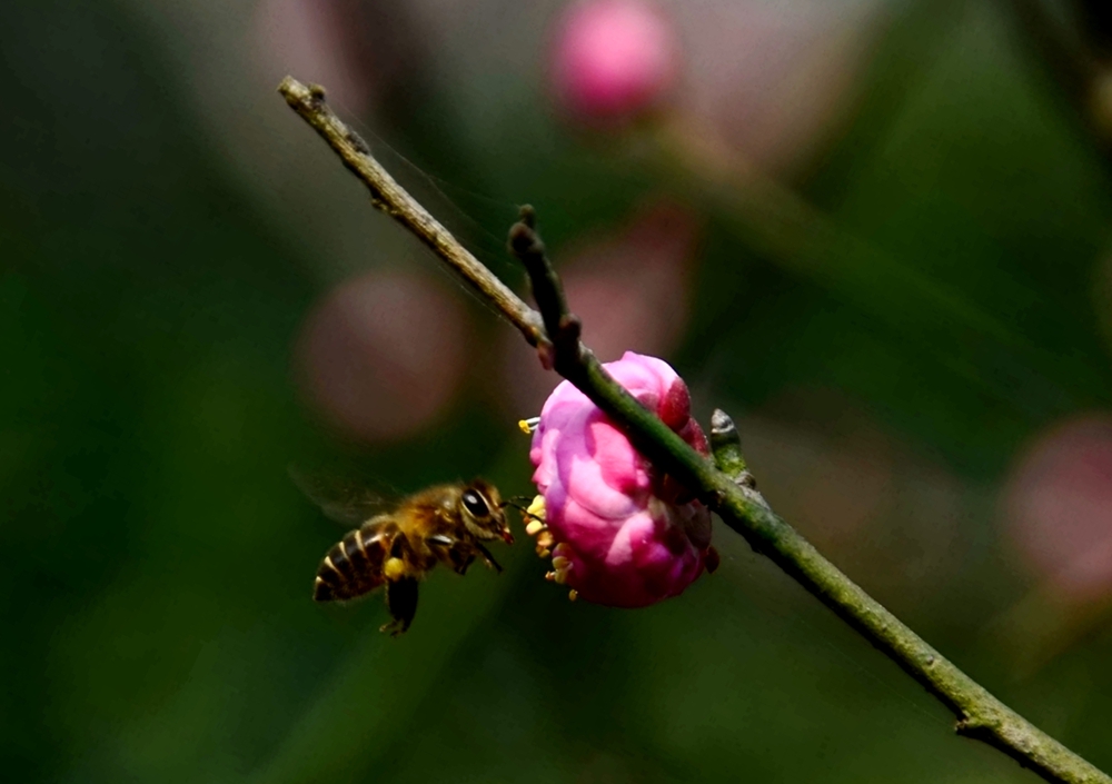 光影蜂花05.jpg