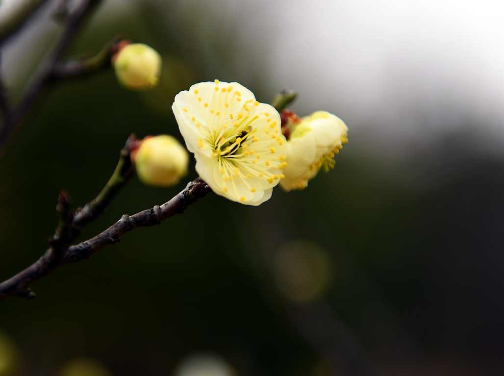 DSC_0247.JPG