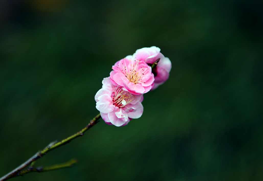 DSC_0280.JPG