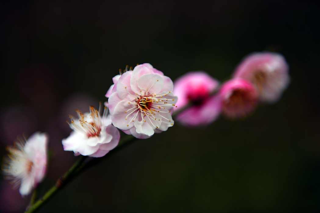 DSC_0286.JPG