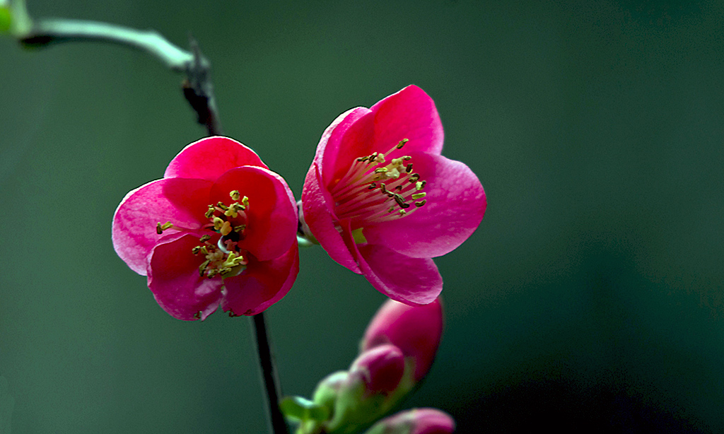 IMGP2375副本副本.jpg
