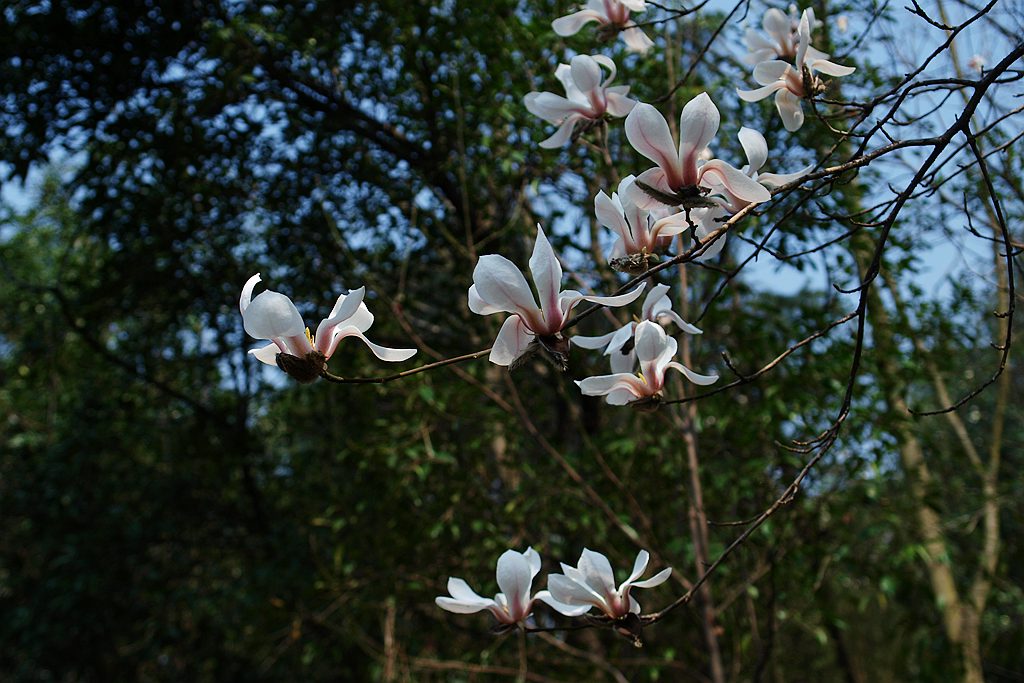 P2274379_副本.jpg