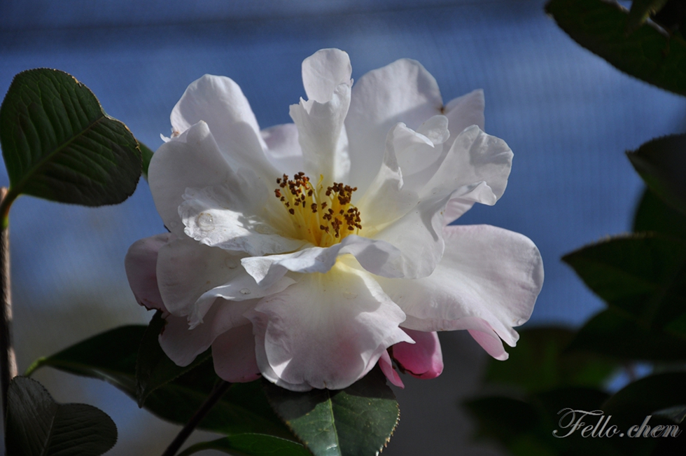 DSC_0312.JPG