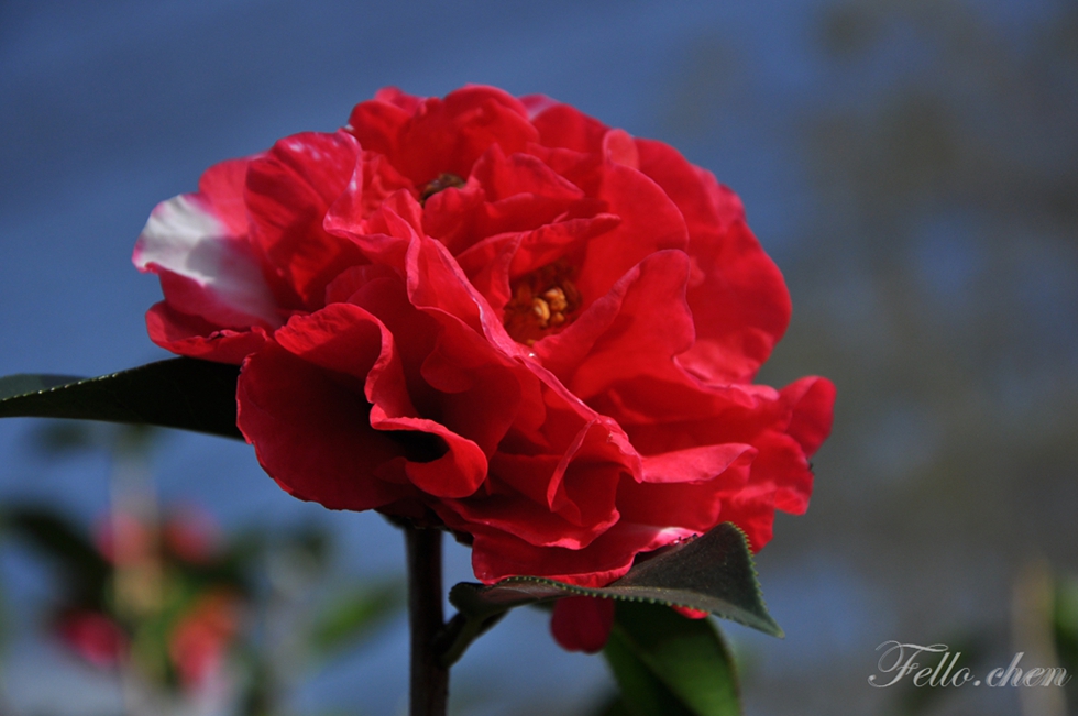 DSC_0327.JPG