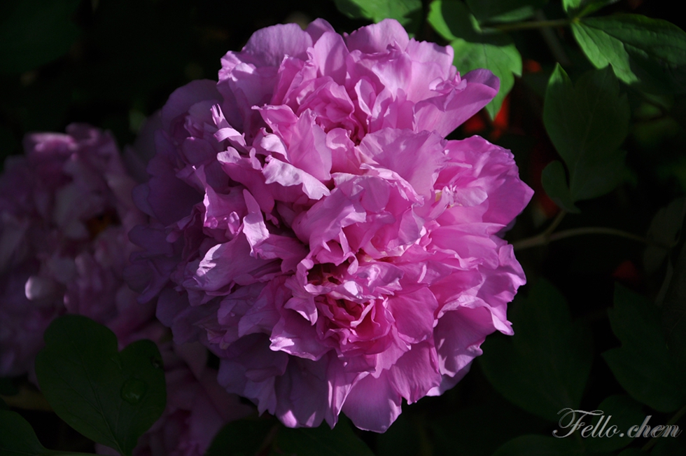 DSC_0372.JPG
