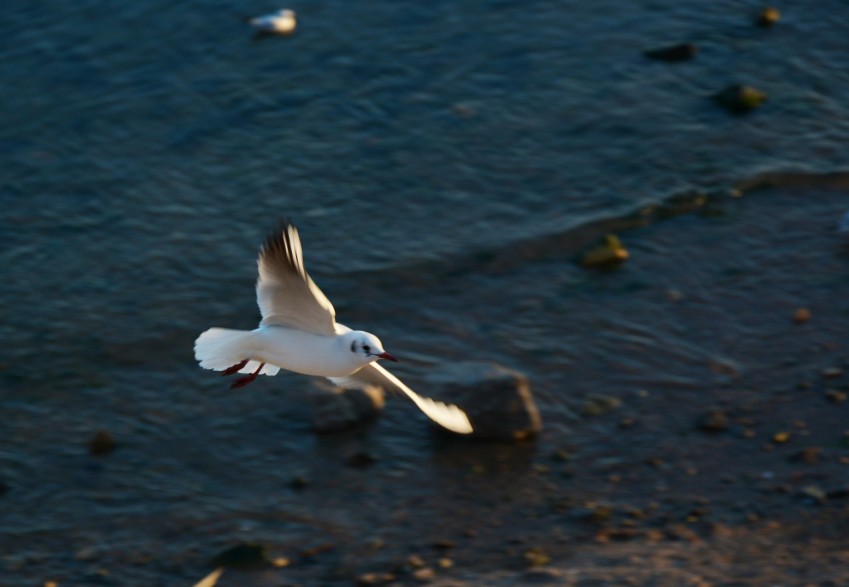 DSC_0256p_conew1.jpg