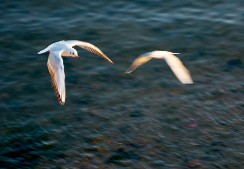 DSC_0295p_conew1.jpg