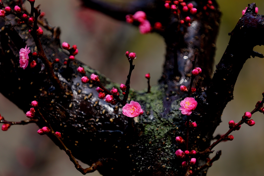 桃花也红了——潇洒摄影01.jpg