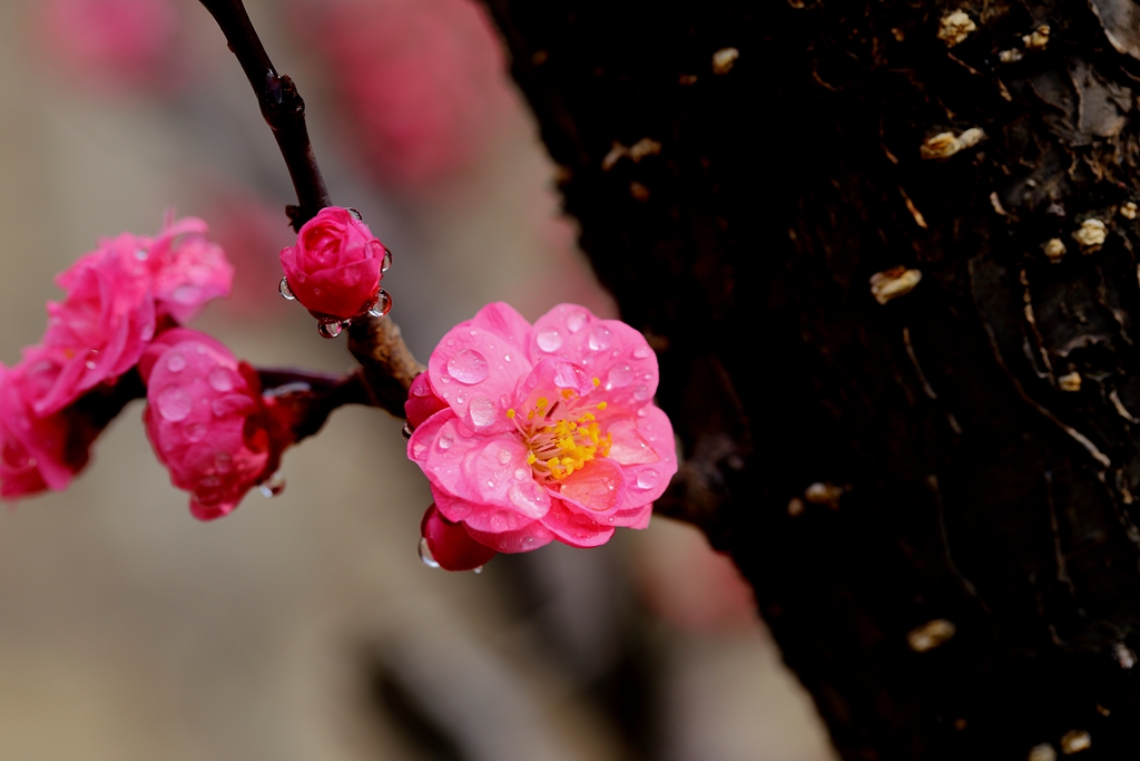 桃花也红了——潇洒摄影02.jpg