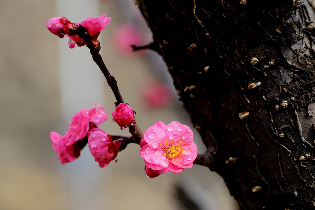 桃花也红了——潇洒摄影03.jpg