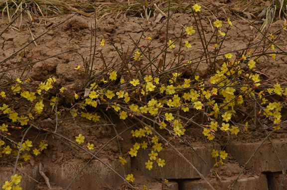 DSC_迎春花2583.JPG