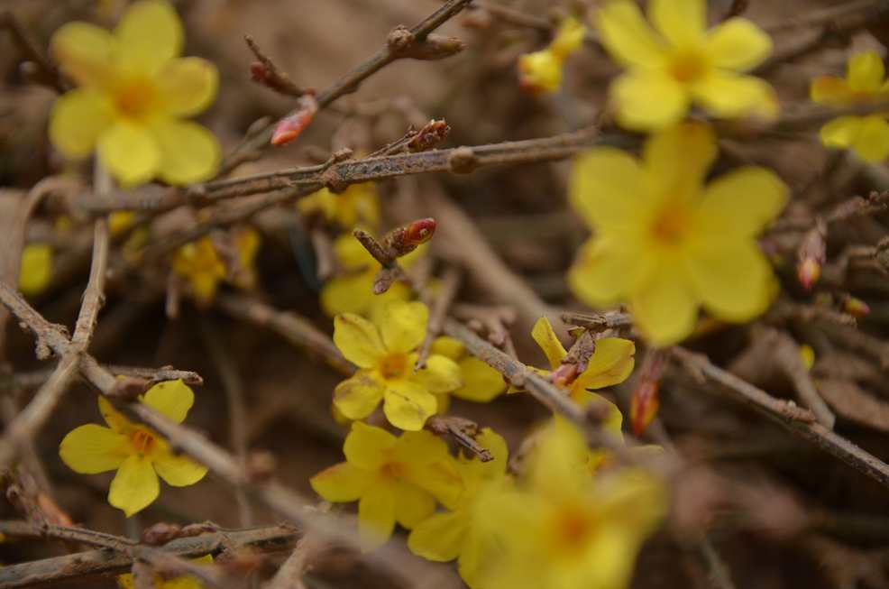DSC迎春花_2586.JPG