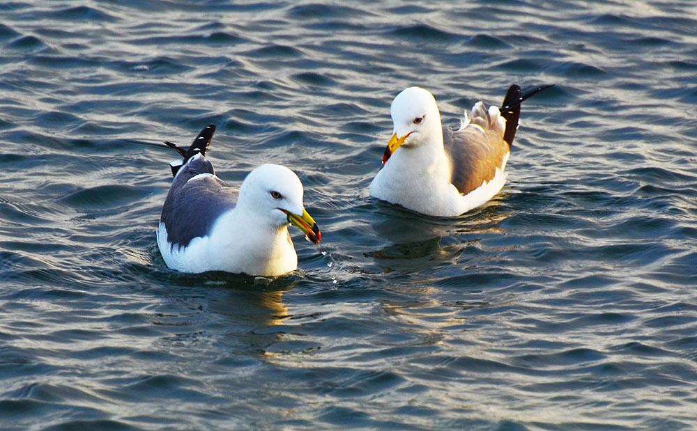 DSC_8589x.jpg