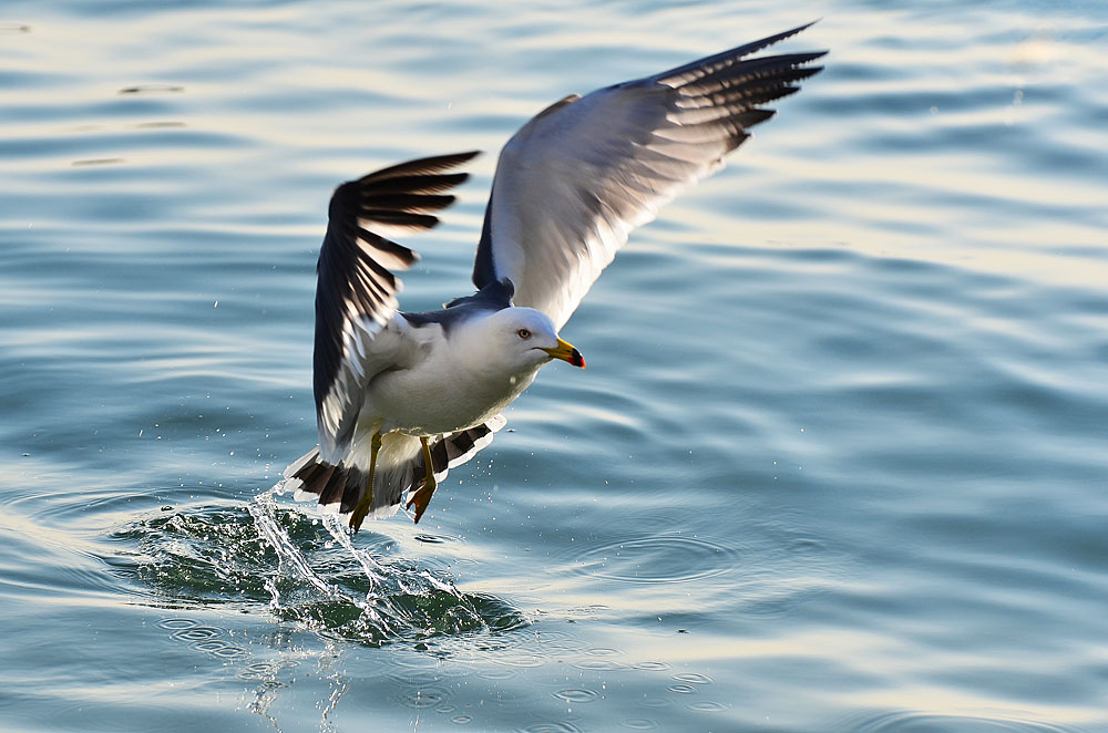DSC_8812x.jpg