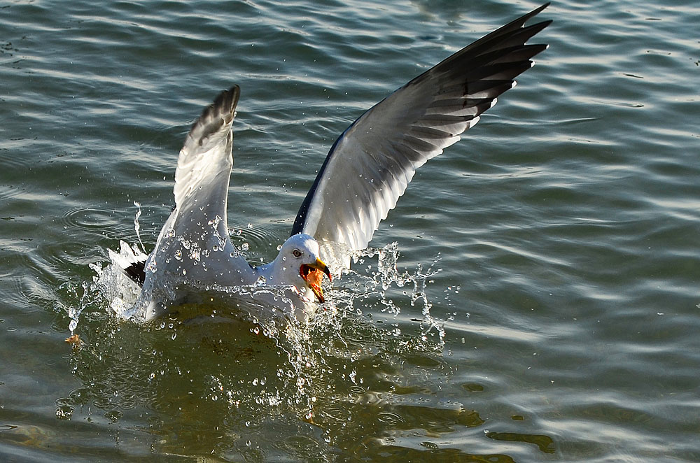 DSC_8792x.jpg