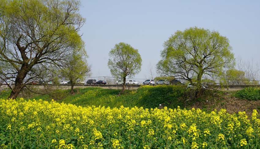 遍地黄花分外香