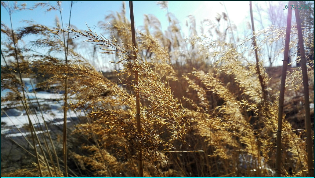 芦花4.jpg