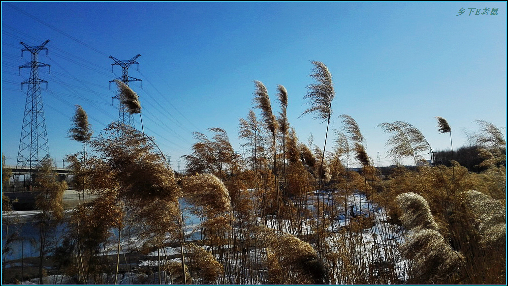芦花5.jpg