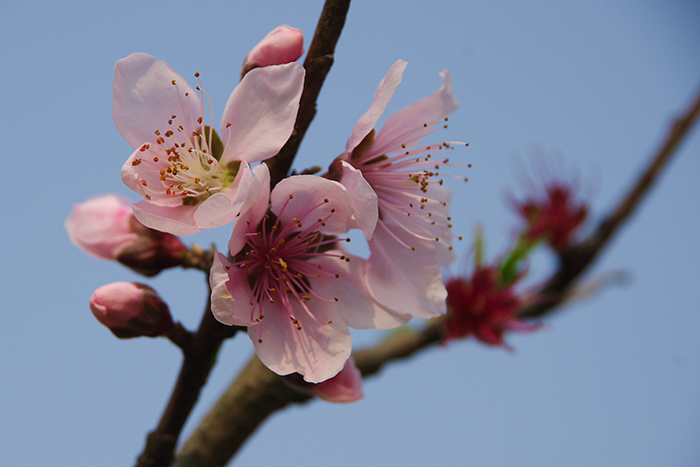 桃花4.jpg