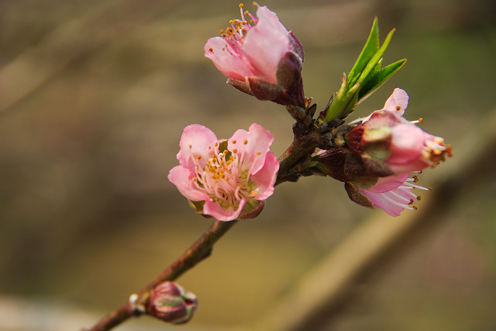 桃花6.jpg