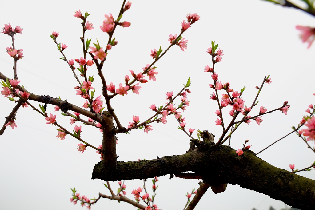 竹外桃花三两枝——潇洒摄影09.jpg