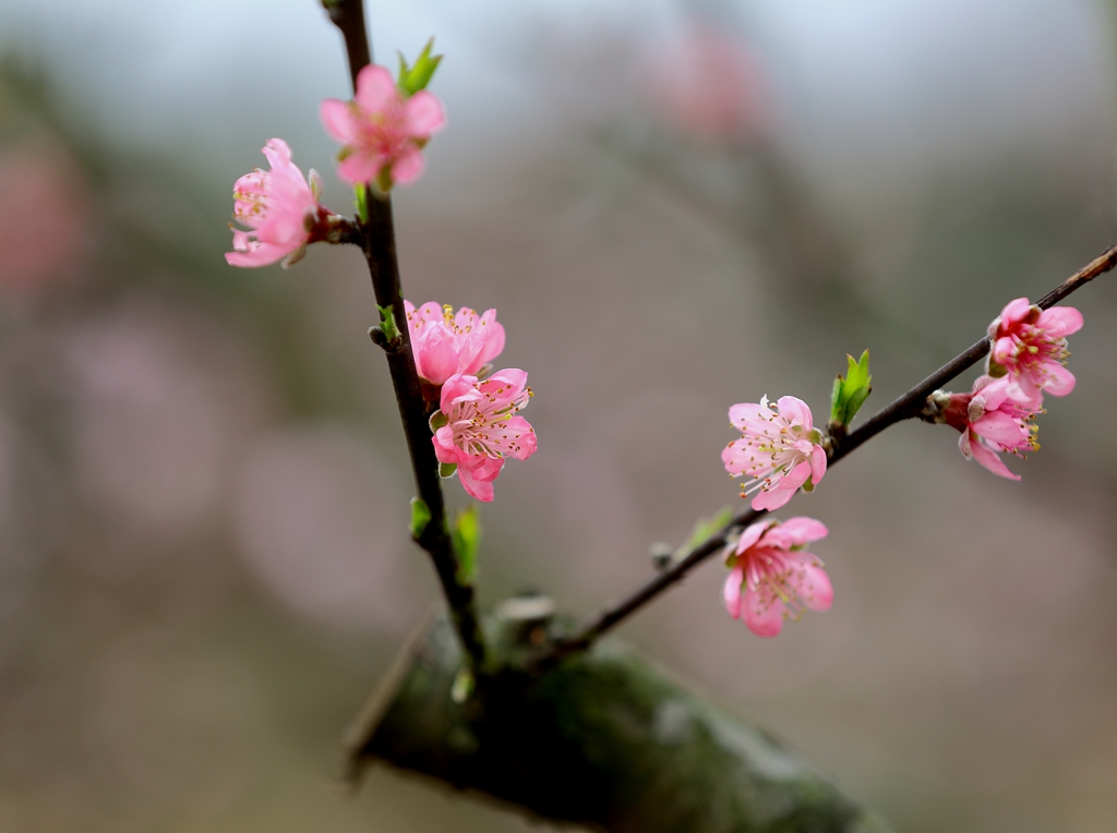 竹外桃花三两枝——潇洒摄影10.jpg