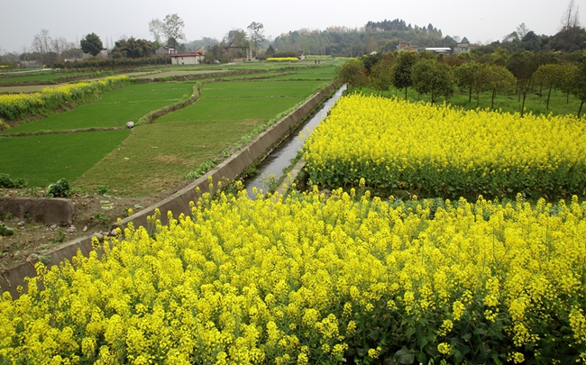 油菜花——潇洒摄影3.jpg