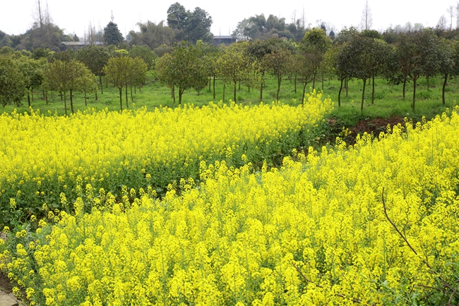 油菜花——潇洒摄影4.jpg