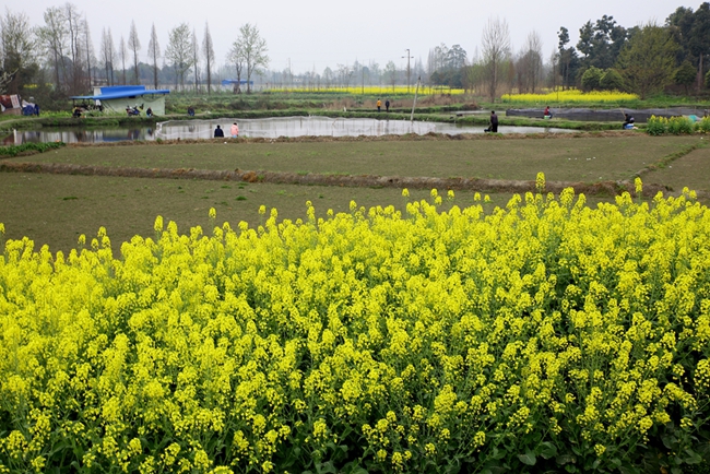 油菜花——潇洒摄影6.jpg
