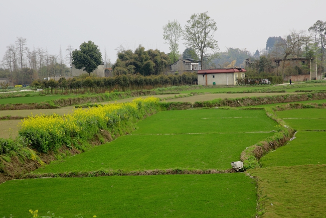 油菜花——潇洒摄影5.jpg