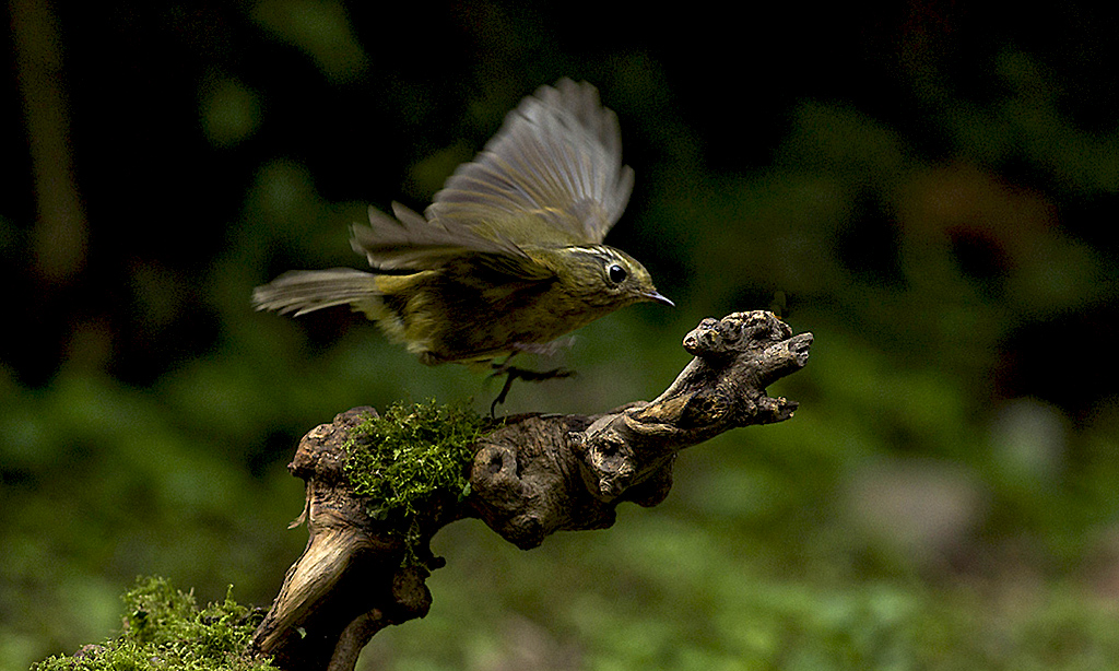 IMGP4952副本副本.jpg