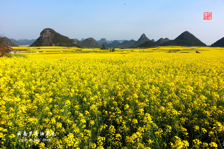 云南罗平油菜花9.jpg