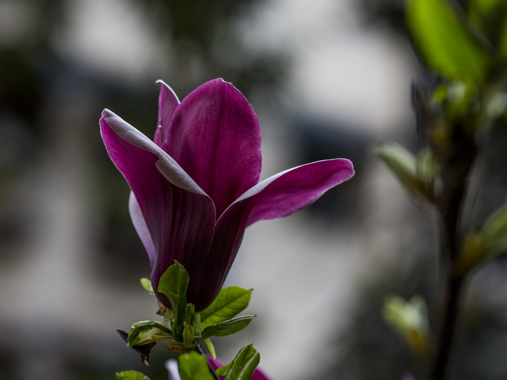 邻家玉兰笑春风